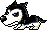 Husky, animation 9