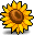 Sunflower Petal