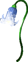 Fully Bloomed Bluebell animation