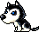 Husky, animation 7